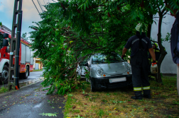 Parkoló személyautóra dőlt egy fa