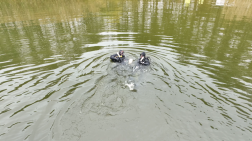 Vízből mentés búvárokkal