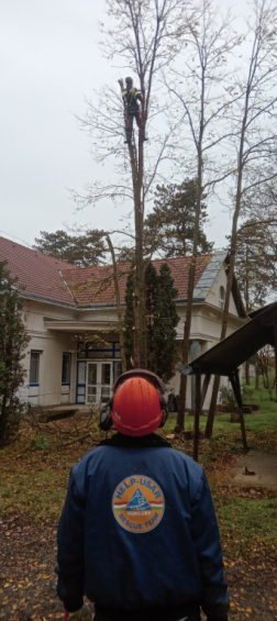 Veszélyes fa eltávolítása