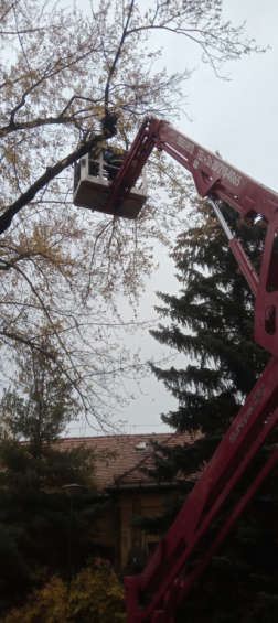 Veszélyes fa eltávolítása