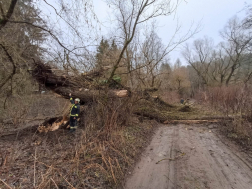 Kokó fűrésszel