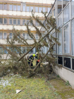 Iskolára dőlt fa