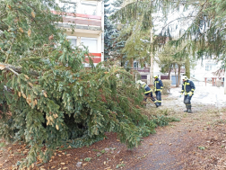 A salgótarjáni hivatásos tűzoltók távolították el a fát