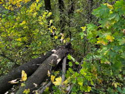 Katasztrófavédelem