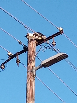 Bajba jutott macskát mentettek a tűzoltók Szirákon