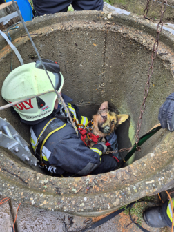 Kútba zuhant kölyökkutyát mentettek a tűzoltók Terényben