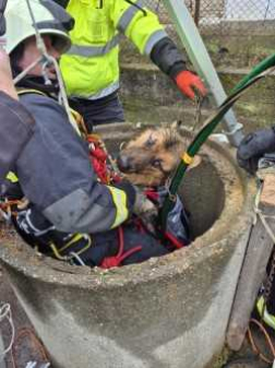 Kútba zuhant kölyökkutyát mentettek a tűzoltók Terényben
