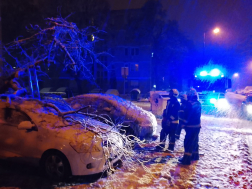 Kidőlt fák eltávolítása Salgótarjánban