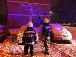 Kidőlt fák eltávolítása Salgótarjánban