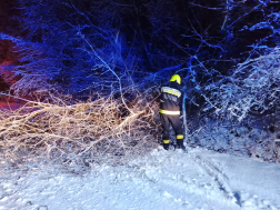 Kidőlt fák eltávolítása Salgótarjánban