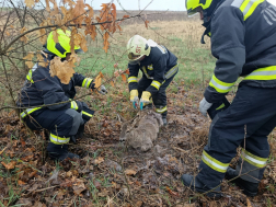 Vadhálóba akadt őzet mentettek a tűzoltók