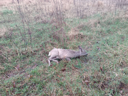 Vadhálóba akadt őzet mentettek a tűzoltók