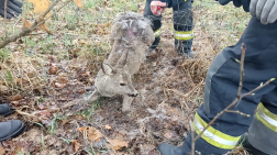 Vadhálóba akadt őzet mentettek a tűzoltók