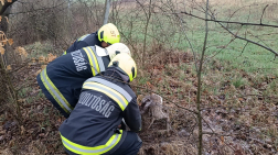 Vadhálóba akadt őzet mentettek a tűzoltók