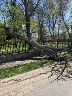 Kidőlt fák eltávolítása Csitáron és Ipolyszög közelében