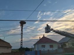 A salgótarjáni létraszer segítségével sikeresen visszahelyezték a fiókát a fészkébe