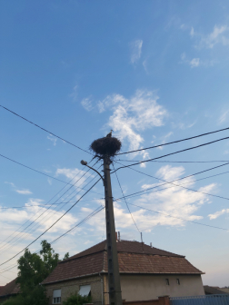 A madár visszakerült a fészkébe