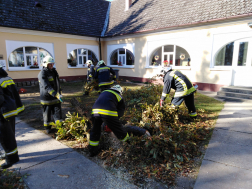 Faeltávolítás motoros láncfűrésszel