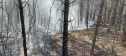 Egy fenyőerdőre is átterjedtek a lángok