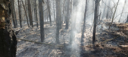 Egy fenyőerdőre is átterjedtek a lángok